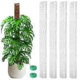 EOX Plastic Moss Pole 48-inch clear panel front view