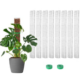 EOX Plastic Moss Pole for climbing plants, 24-inch size