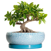 EPFamily 10 Inch Blue Ceramic Bonsai Pot front view