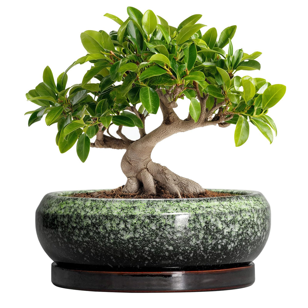 EPFamily 10 Inch Bonsai Pot in retro green with saucer