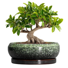 EPFamily 10 Inch Bonsai Pot in retro green with saucer