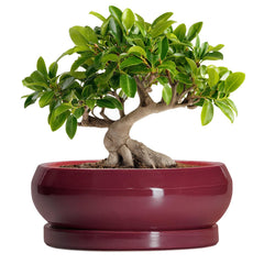 EPFamily 10 Inch bonsai pot in wine red with saucer