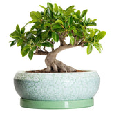 EPFamily 10 Inch Ceramic Bonsai Pot with Saucer in bright green-white