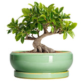 EPFamily 10 Inch Ceramic Bonsai Tree Pot front view with saucer