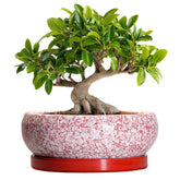 EPFamily 10 Inch Red Ceramic Bonsai Pot front view