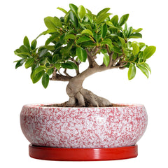 EPFamily 10 Inch Red Ceramic Bonsai Pot front view