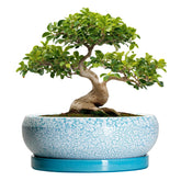 EPFamily 13 Inch blue ceramic succulent planter side view