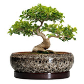 EPFamily 13 Inch Bonsai Planter front view with ceramic glaze