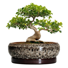 EPFamily 13 Inch Bonsai Planter front view with ceramic glaze