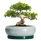 EPFamily 13 Inch bonsai pot front view with glazed finish