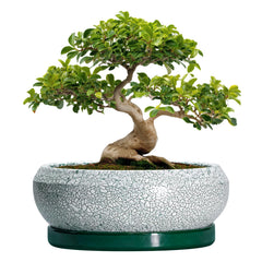 EPFamily 13 Inch bonsai pot front view with glazed finish
