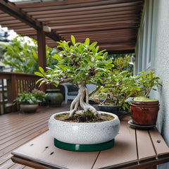 EPFamily 13 Inch ceramic pot with saucer and drainage net