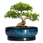 EPFamily 13 Inch Ceramic Succulent Planter blue front view