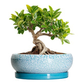 EPFamily 6-inch bonsai pot blue with saucer