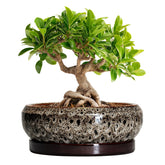 EPFamily 8 Inch Ceramic Bonsai Pot with saucer, white