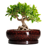 EPFamily 8 Inch Ceramic Succulent Planter in Leopard Red front view
