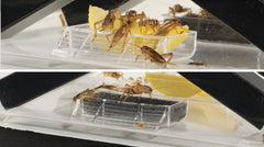 Exo Terra Cricket Pen Small in a terrarium setup
