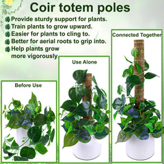 Fabulas Moss Pole 16 inch coir material close-up