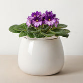 Fayoula Self Watering Plant Pot 6 Inch White Ceramic front view
