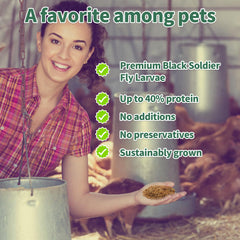 Feeding FCI GRUBS Dried Black Soldier Fly Larvae to chickens