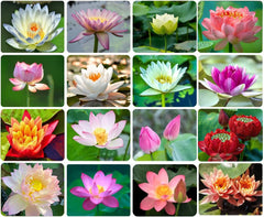 Ficoszo 30PCS Bowl Lotus Seeds packaging front view