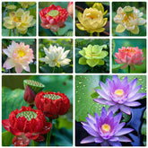 Ficoszo 60pcs Mix Bonsai Lotus Seeds package front view