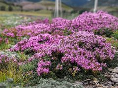Ficoszo Creeping Thyme Seeds spread out on a gardening surface