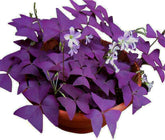 Ficoszo Purple Shamrocks Bulbs package front view