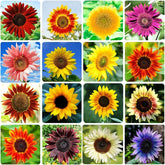 Ficoszo sunflower seeds package with 15 varieties