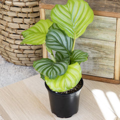 Freddie Calathea plant in bright indoor light