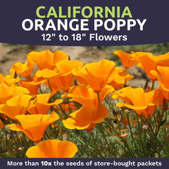 Fresh California Poppy plants in full bloom in a garden