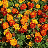 Front packaging of Outsidepride French Marigold Seeds Mix