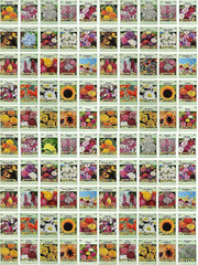 Front view of Black Duck Brand flower seed packets set of 100