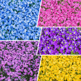 Front view of Generic Creeping Phlox seeds package, 10g