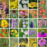 Front view of Groundio wildflower seeds package featuring 23 varieties