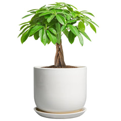 Front view of SUNPOTFOR 7 Inch Ceramic Plant Pot in Gloss White