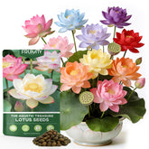 Fruivity 60 PCS Mixed Colour Bowl Lotus Seeds packaging front view