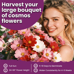 Fruivity Cosmos Seeds in a garden setting with blooming flowers