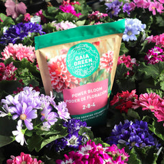 Gaia Green Power Bloom Organic Fertilizer used in flower bed