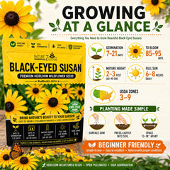 Garden display of blooming Black Eyed Susan flowers