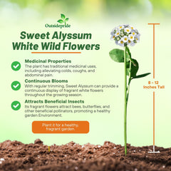 Garden featuring Sweet Alyssum flowers as ground cover
