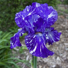 Garden with blooming heirloom iris flowers