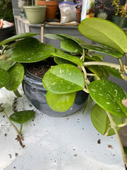 Gardenera Hoya Plant Premium Potting Mix in use with thriving Hoyas
