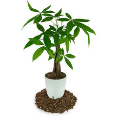 Gardenera Money Tree Potting Soil Mix in a planting scenario