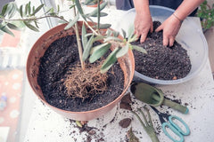 Gardenera Olive Tree Potting Mix showing texture and ingredients