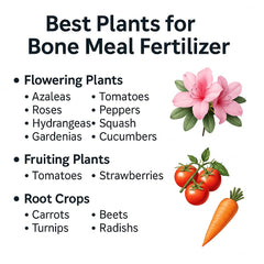 Gardenera Organic Bone Meal Fertilizer powder texture