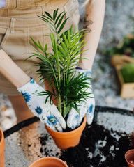 Gardenera Palm Tree Potting Mix in use with palm tree