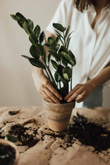 Gardenera ZZ Plant Potting Mix being poured into a pot