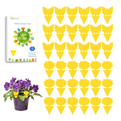 Garsum Fruit Fly Sticky Trap pack of 36, front view