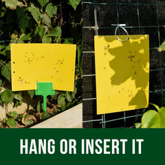 Garsum gnat sticky traps showing bright yellow adhesive surface